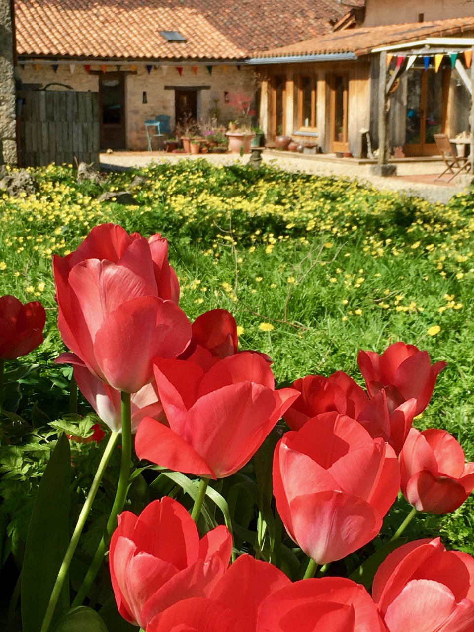 Tulips at UTLT, Charente
